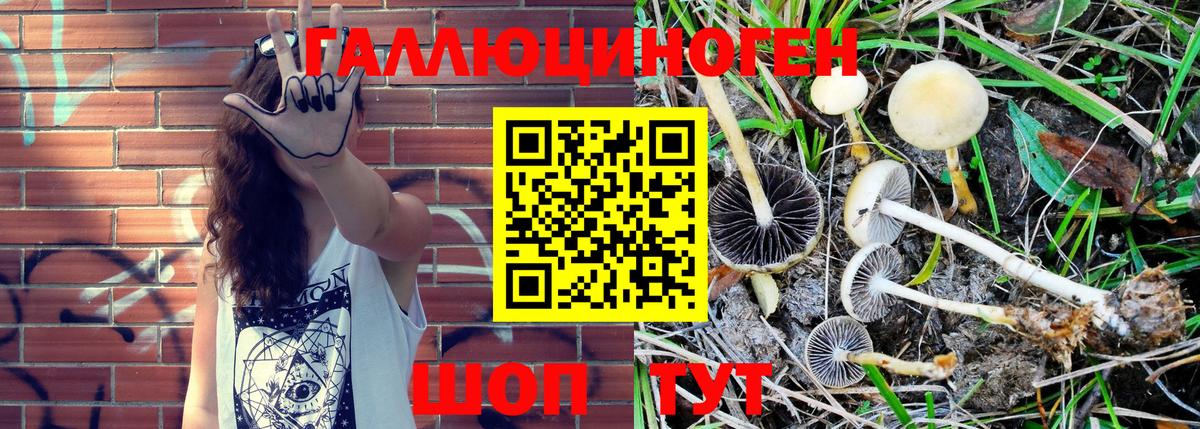 Псилоцибиновые грибы GOLDEN TEACHER  Кириши  Псилоцибиновые грибы Cubensis 